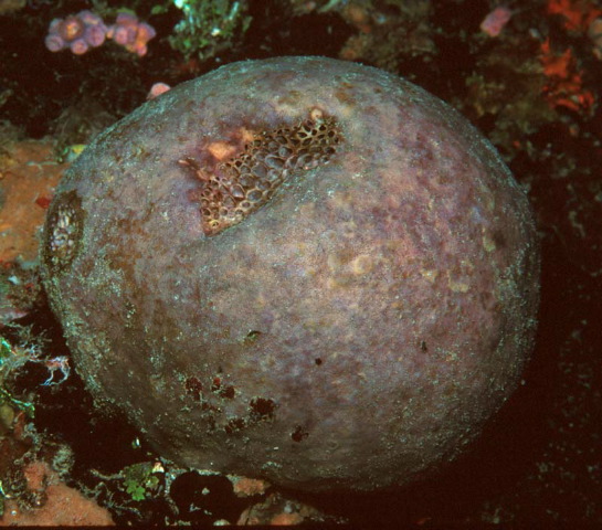 Rhabdastrella globostellata